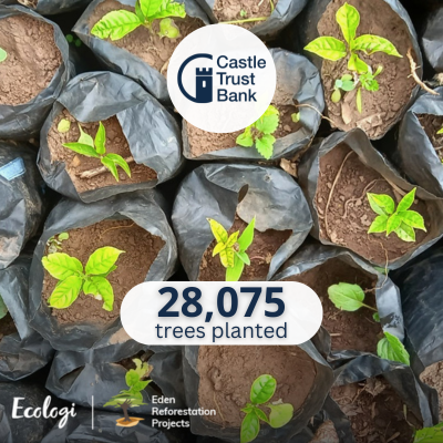 28075 Trees planted